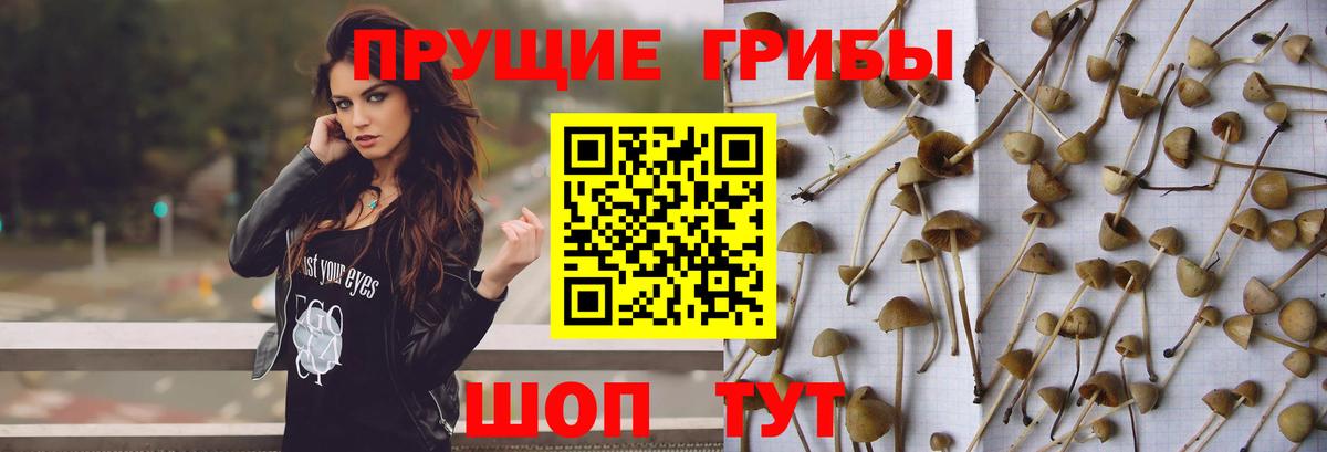 Галлюциногенные грибы Cubensis  наркота  Гатчина  Вход с VPN  Псилоцибиновые грибы ЛСД 